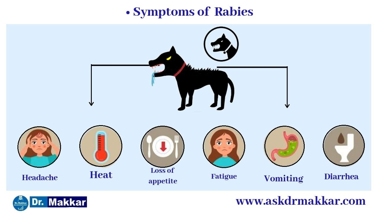 Symptoms Of Rabies In Humans - Maybe you would like to learn more about